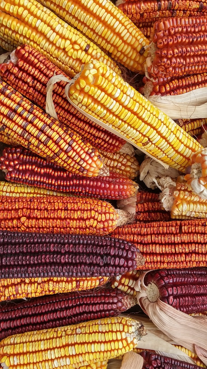 Image - corn seeds agriculture grains