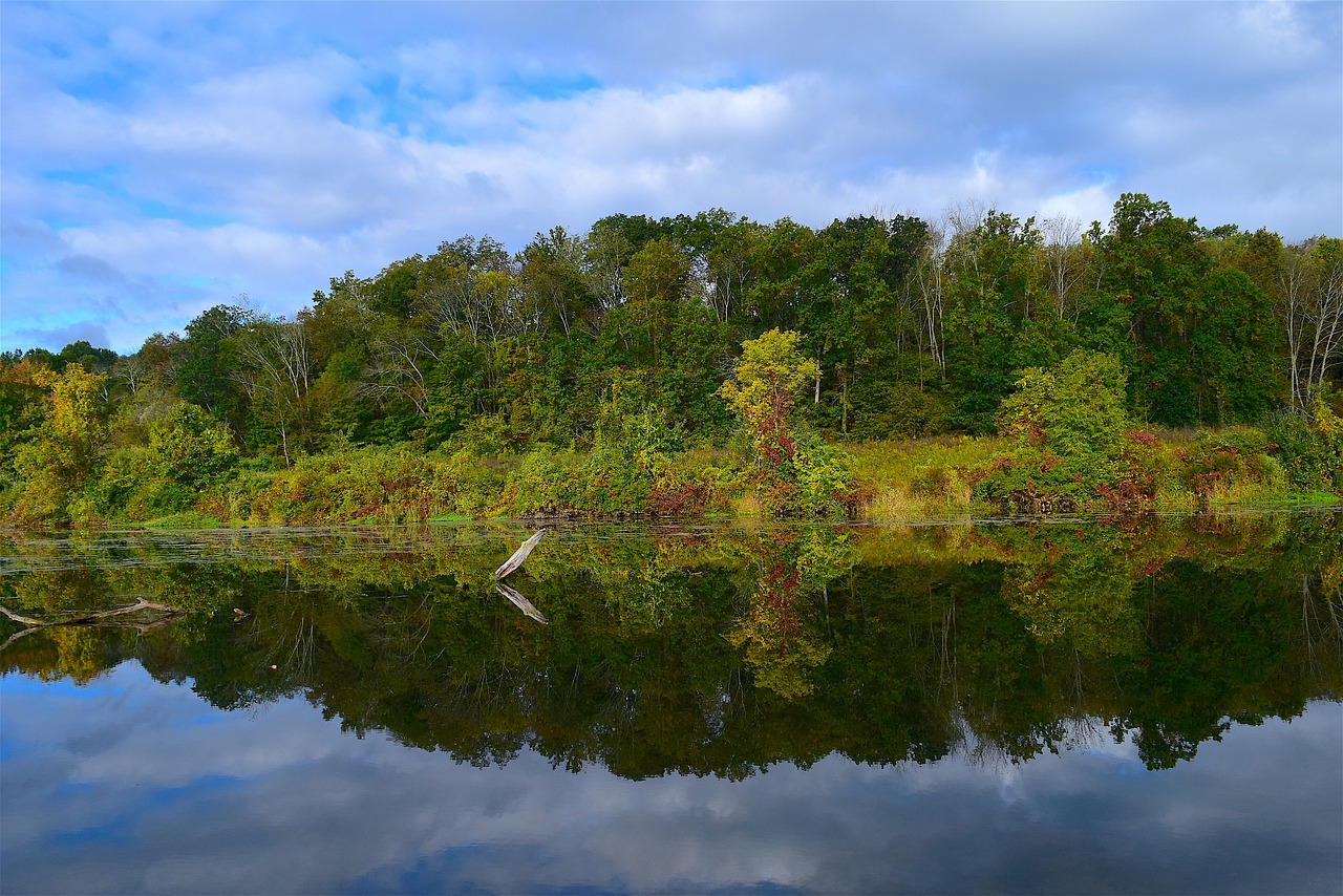 Image - lake morning nature trees foliage