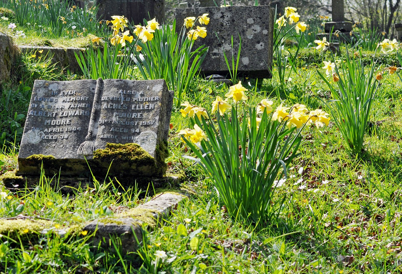 Image - spring cemetery grave daffodils