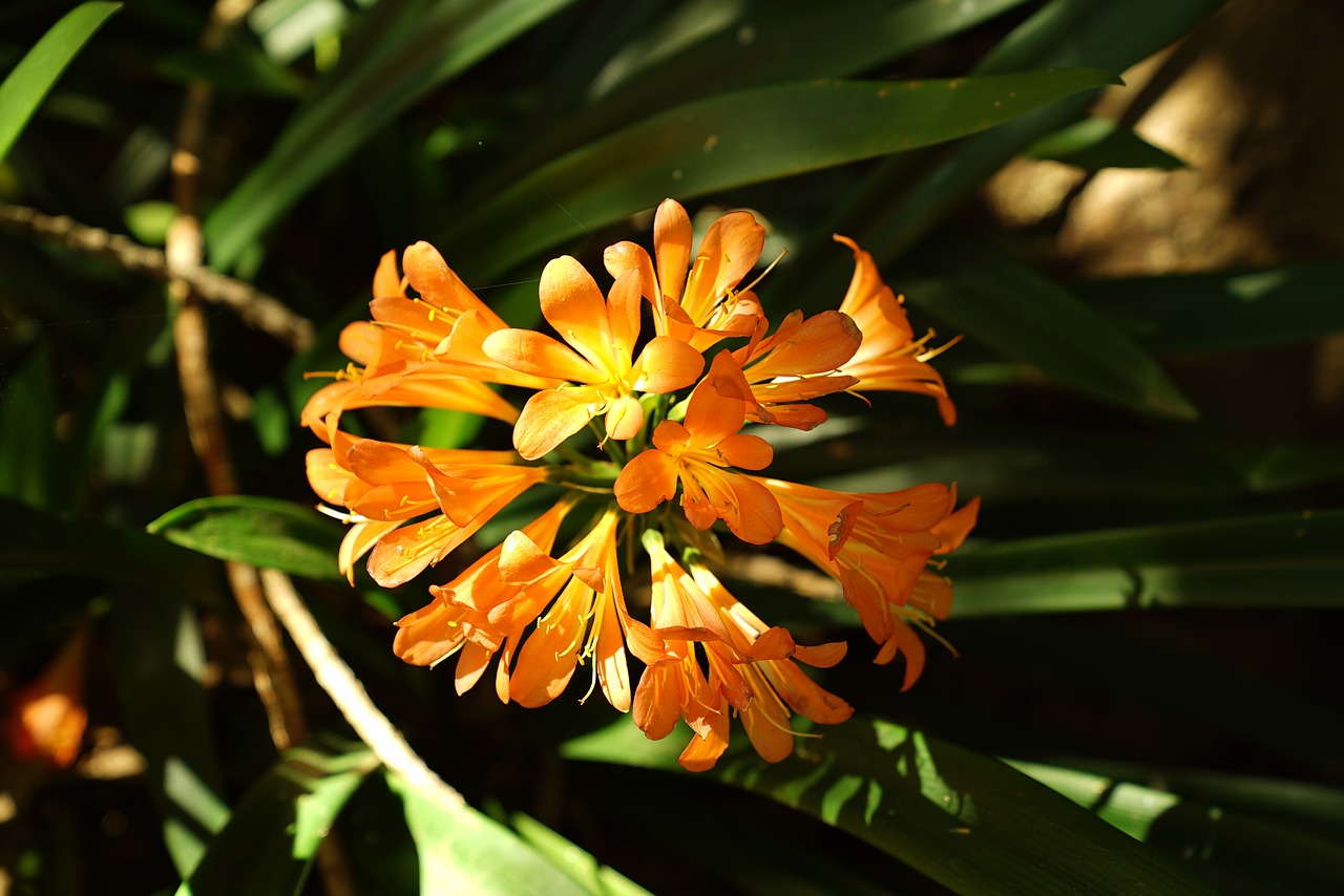 Image - wild flowers st john lili adelaide