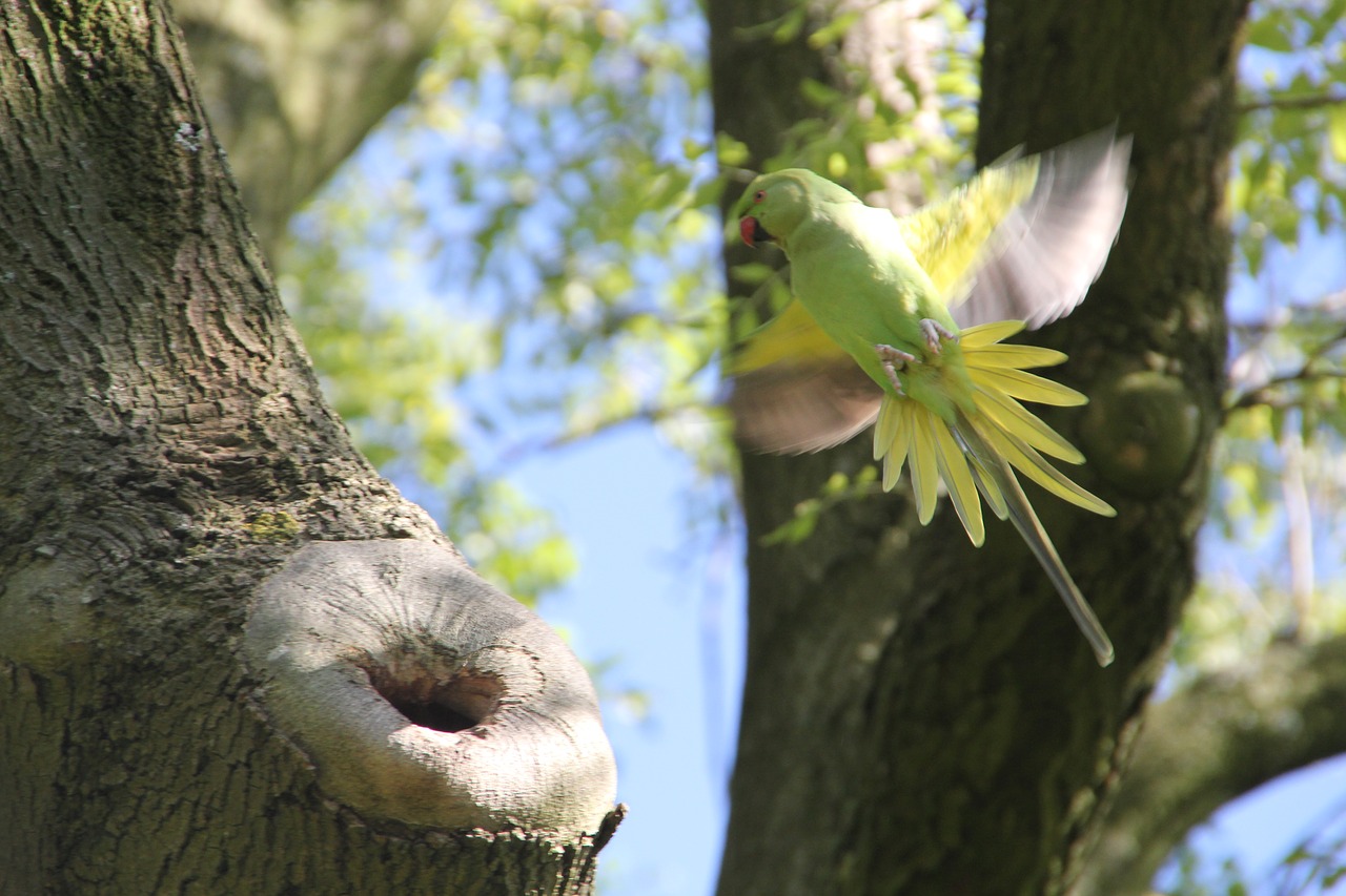 Image - parakeet bird amsterdam animals