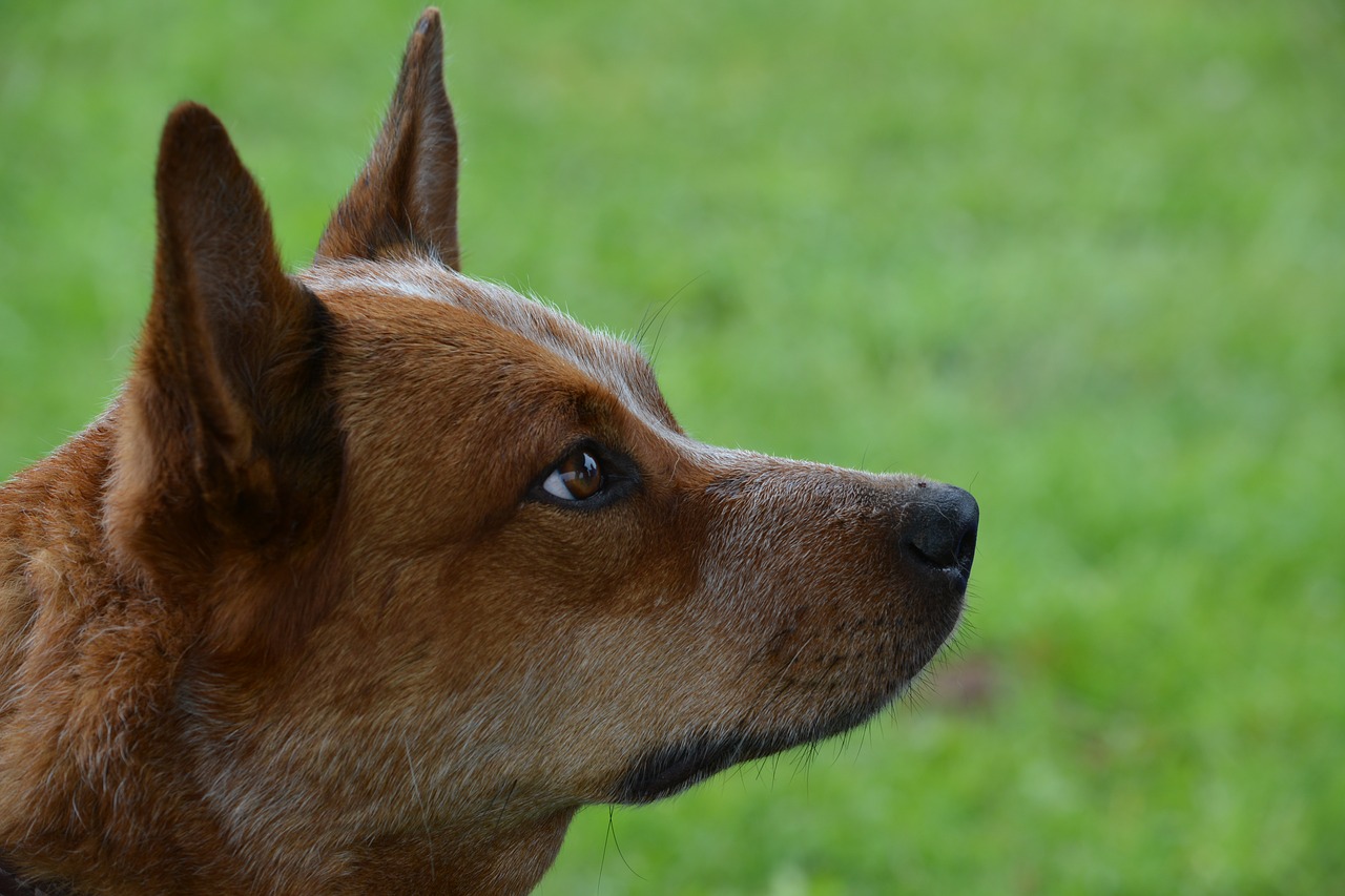 Image - dog pet australian cattle dog