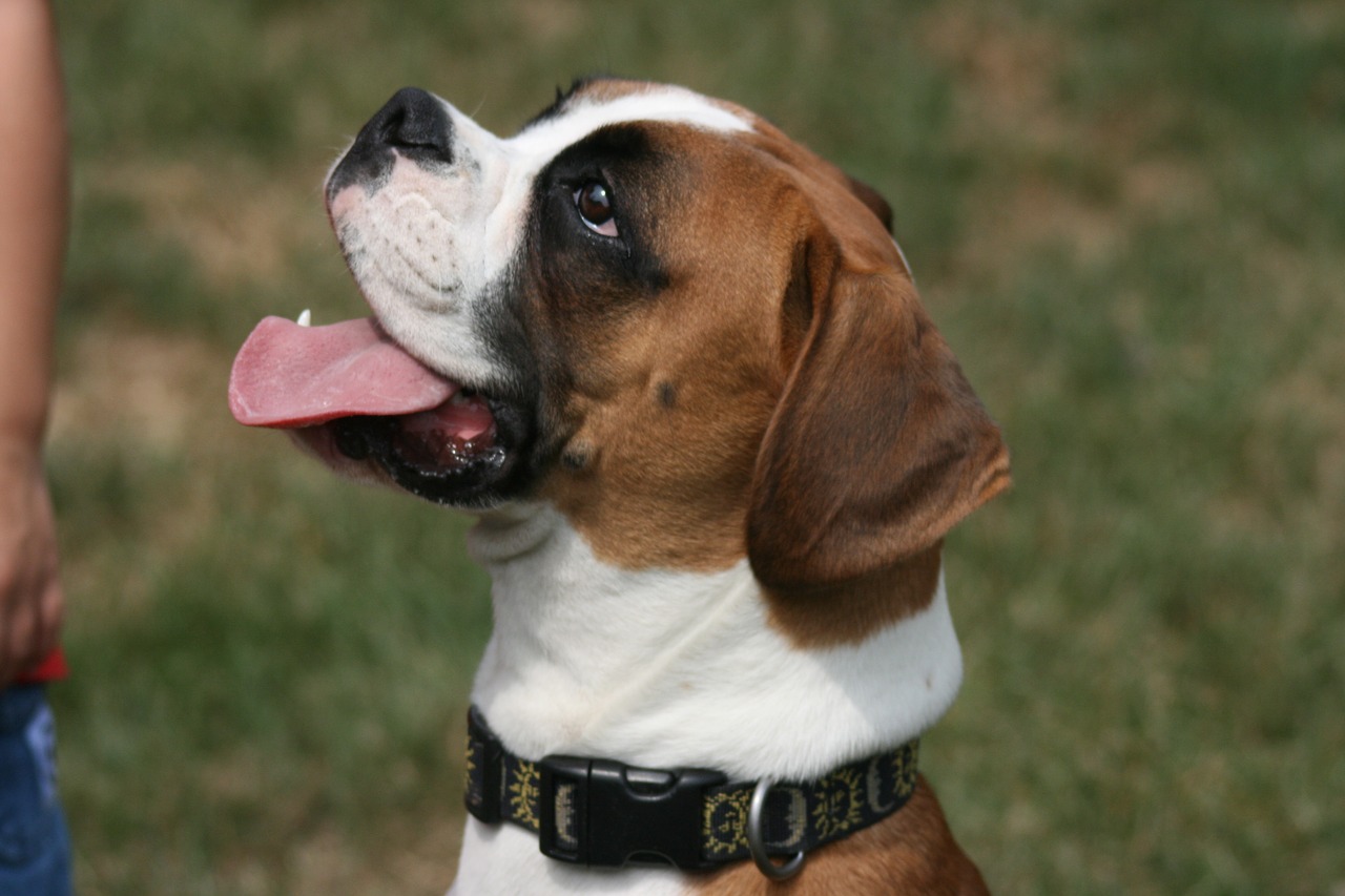 Image - dog pet boxer dog animal canine