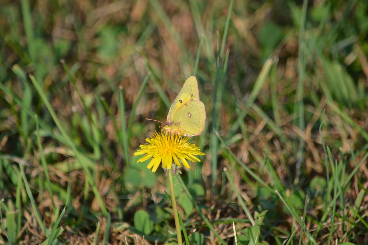 Image - butterfly nature grass summer