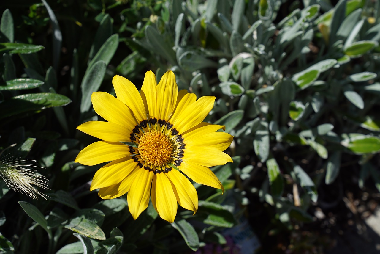 Image - wild flowers adelaide blossom