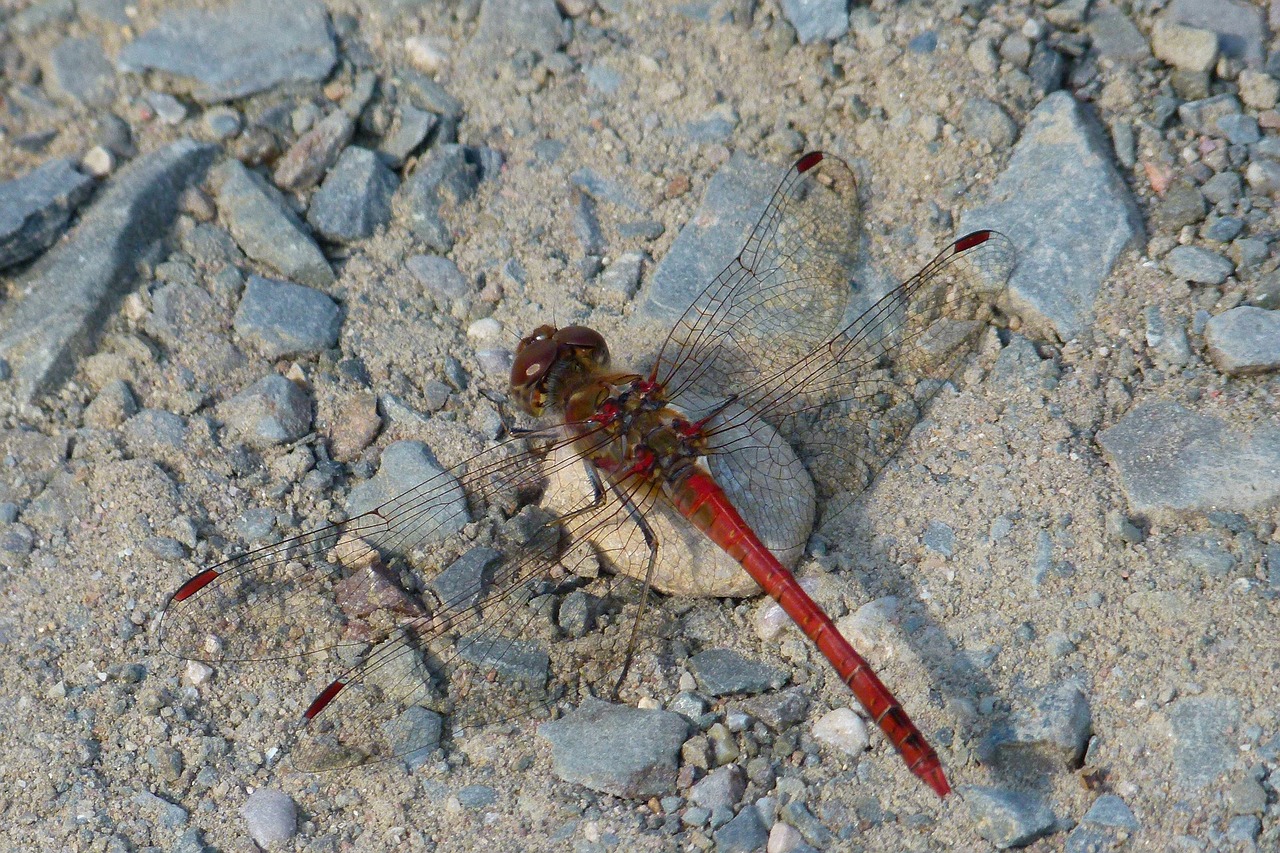 Image - dragonfly red dragonfly stones