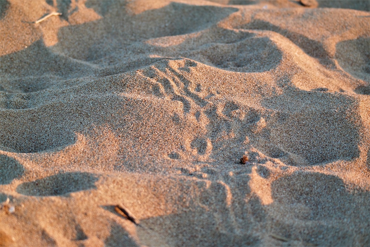 Image - trace sand beach animal nature