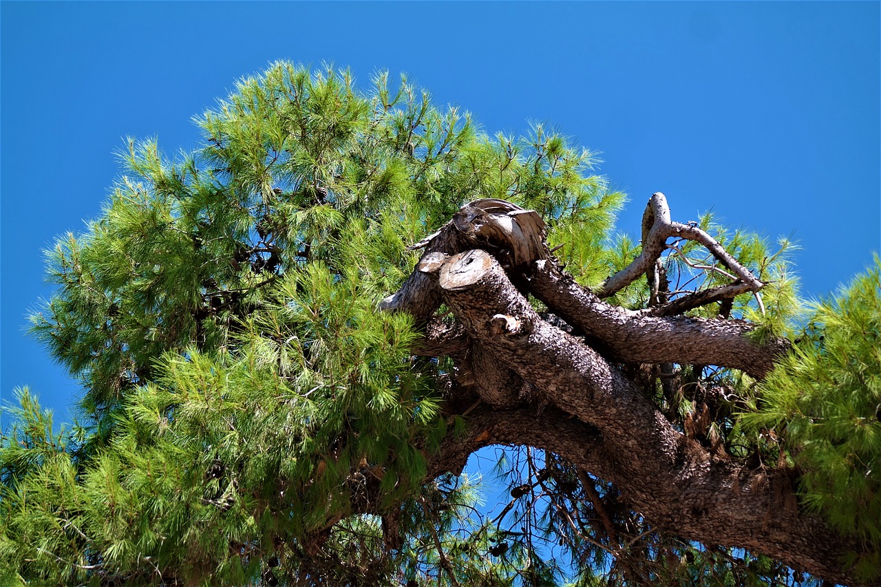 Image - tree pine mediterranean conifer