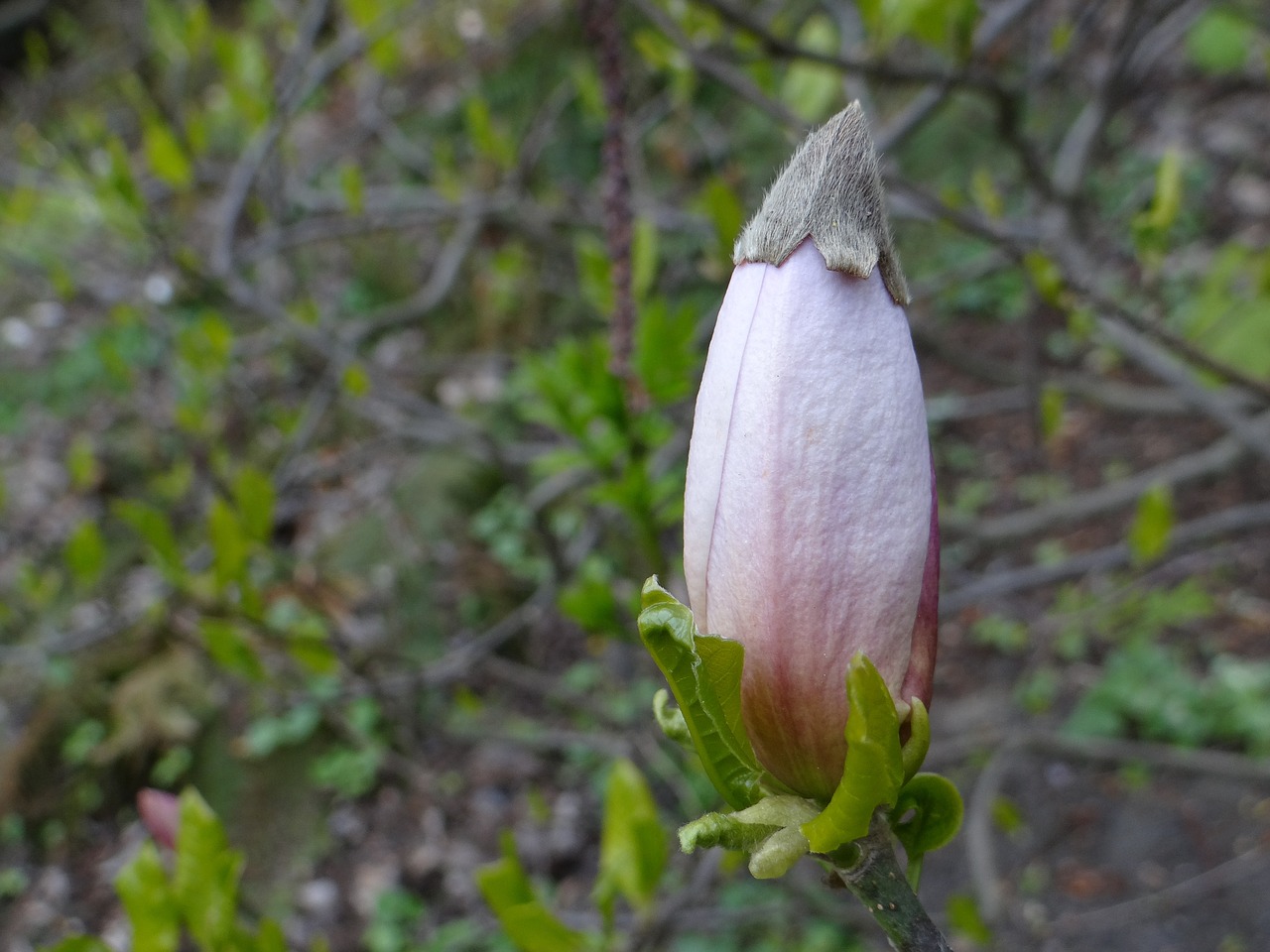 Image - magnolia bud botanical garden plant