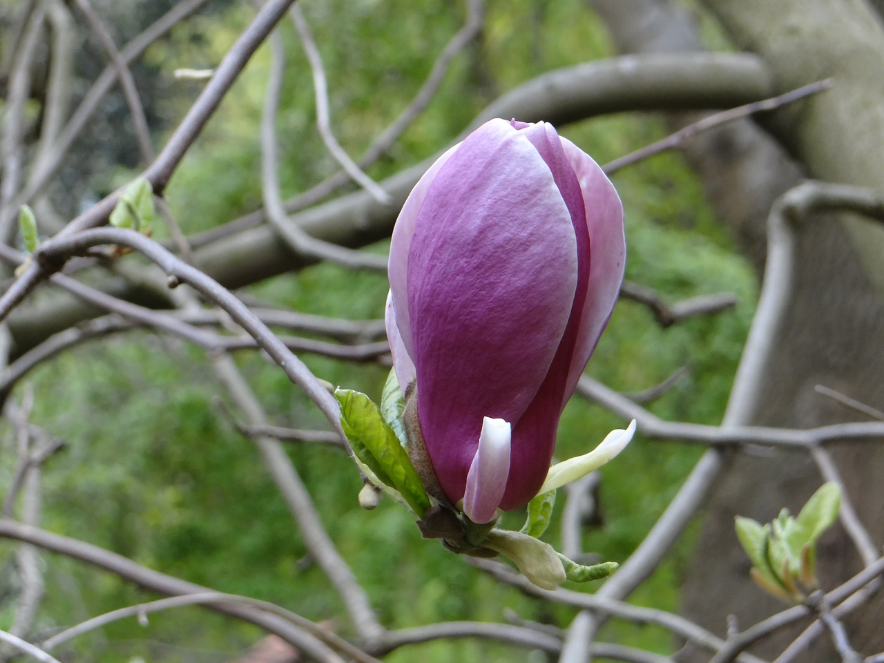 Image - magnolia bud botanical garden plant