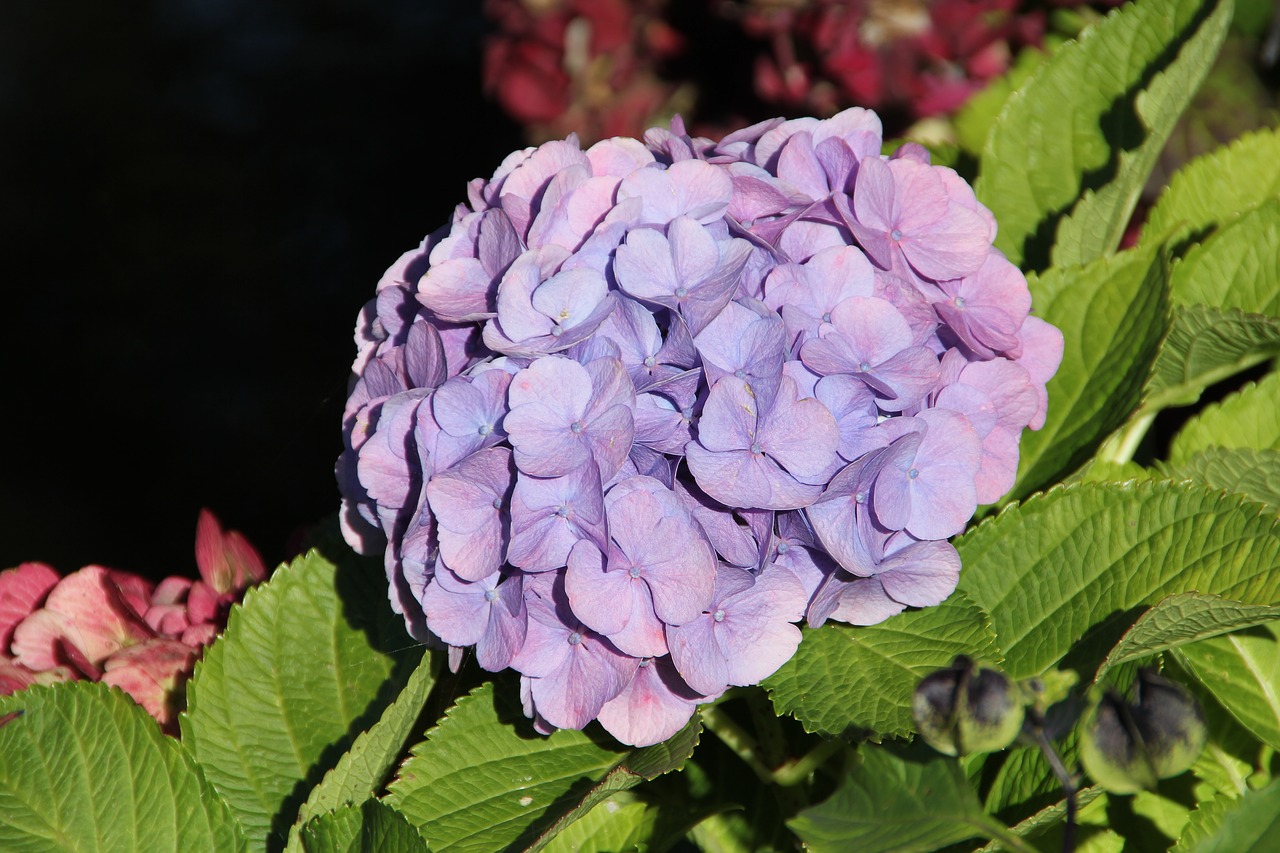 Image - hydrangea lilac garden flower