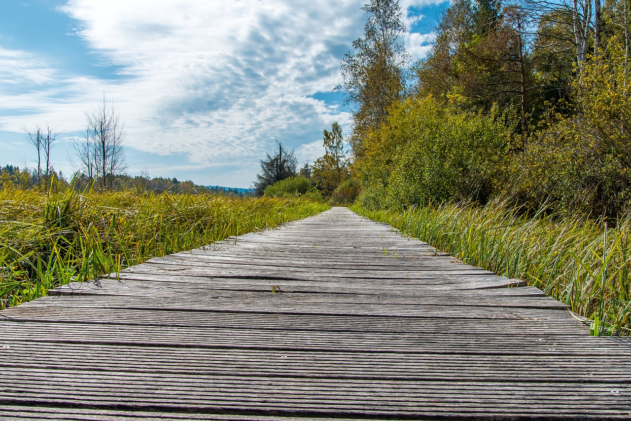 Image - moor web forest nature horizon