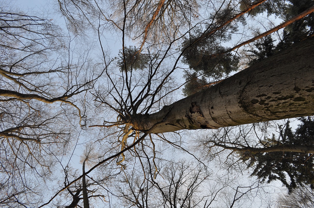 Image - trees sky kahl landscape log