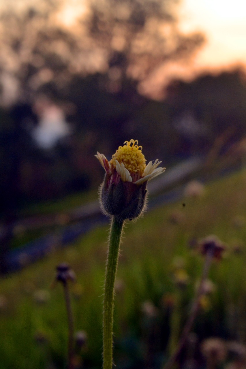 Image - flowers twilight afternoon