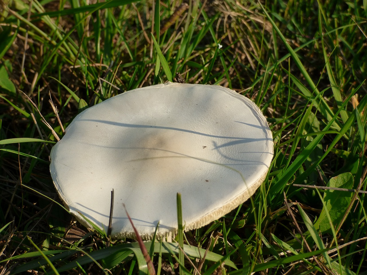 Image - boletus sponge grass meadow