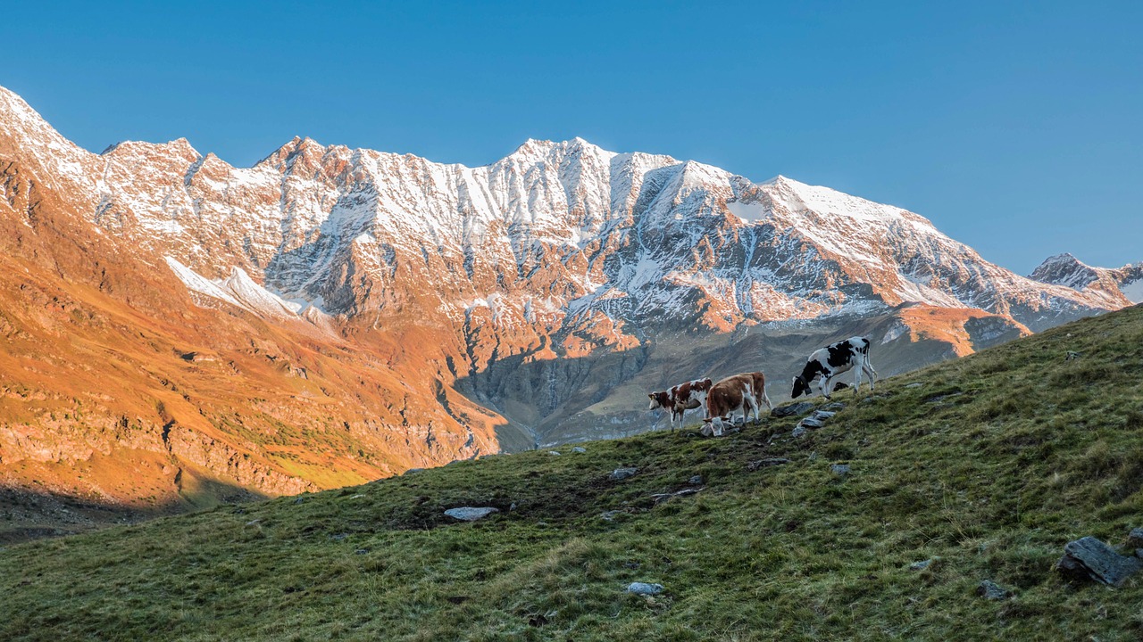 Image - cows pasture alpine south tyrol