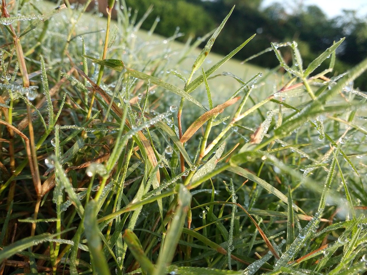 Image - grass dewdrops nature landscape