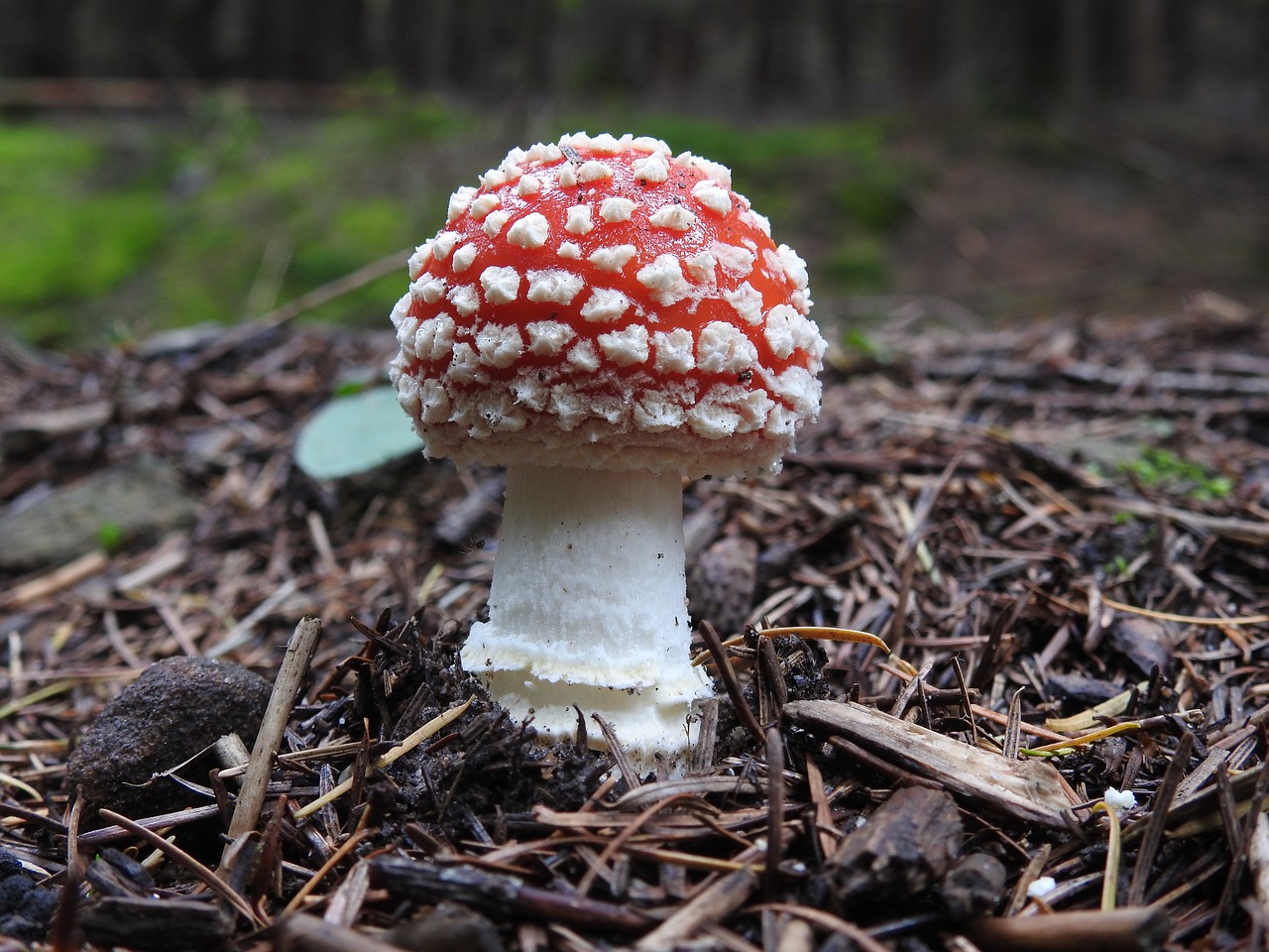 Image - fly agaric spider forest mushroom