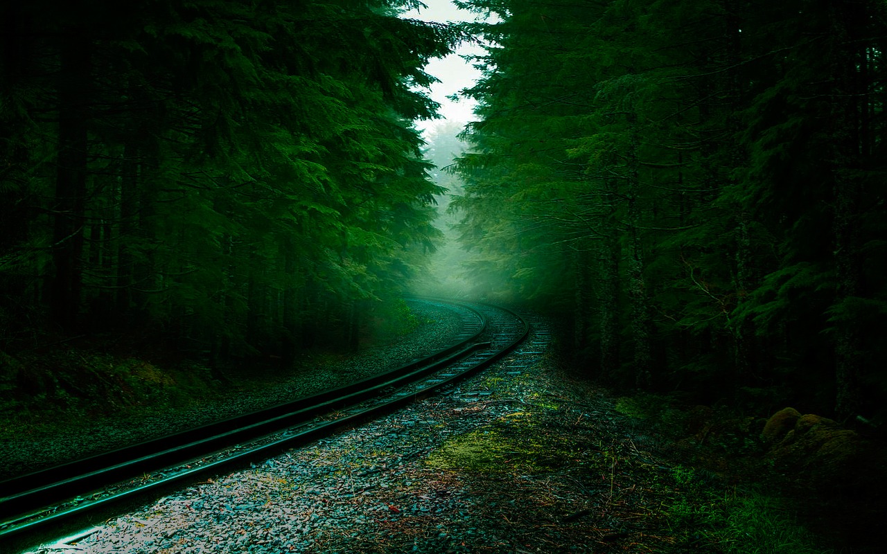 Image - forest railway sleepers tree pine