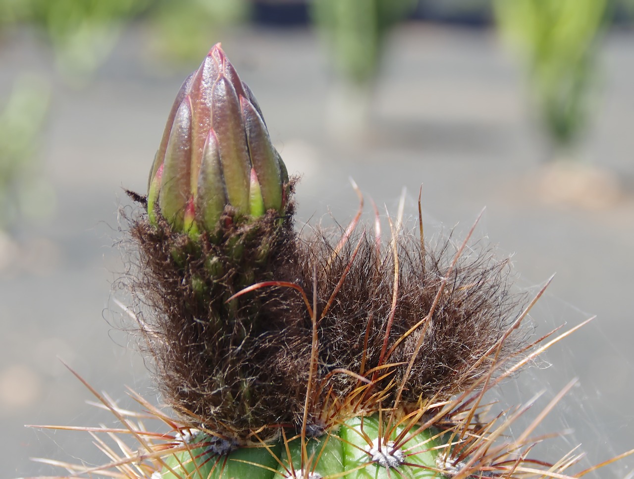 Image - cactus bud flower bud mamillaria