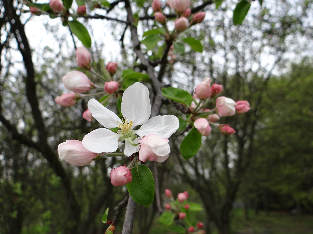 Image - flowering fruit trees spring sad