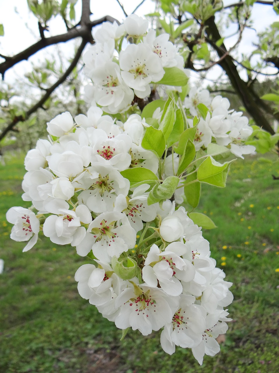 Image - flowering fruit trees spring sad