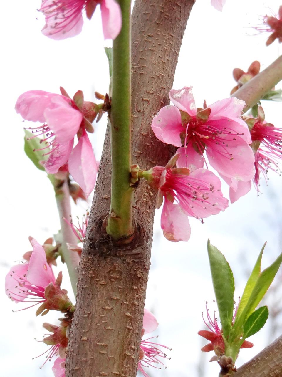 Image - flowering fruit trees spring sad