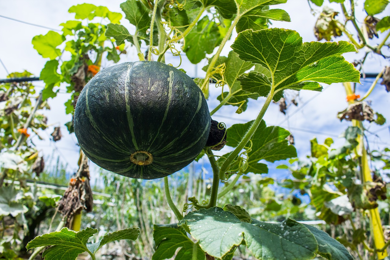 Image - pumpkin fruit taiwan