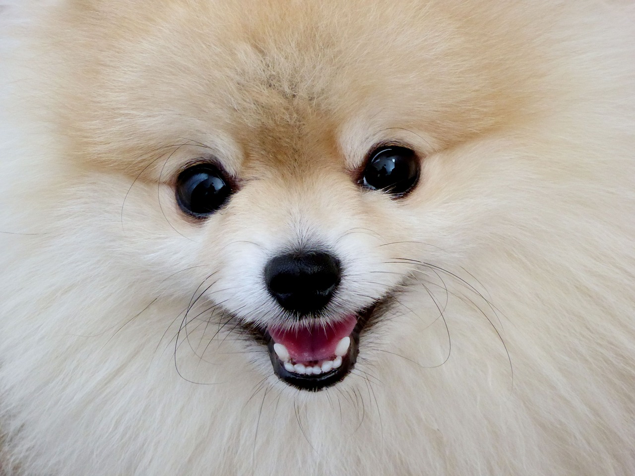 Image - dwarf spitz small dog fluffy sweet