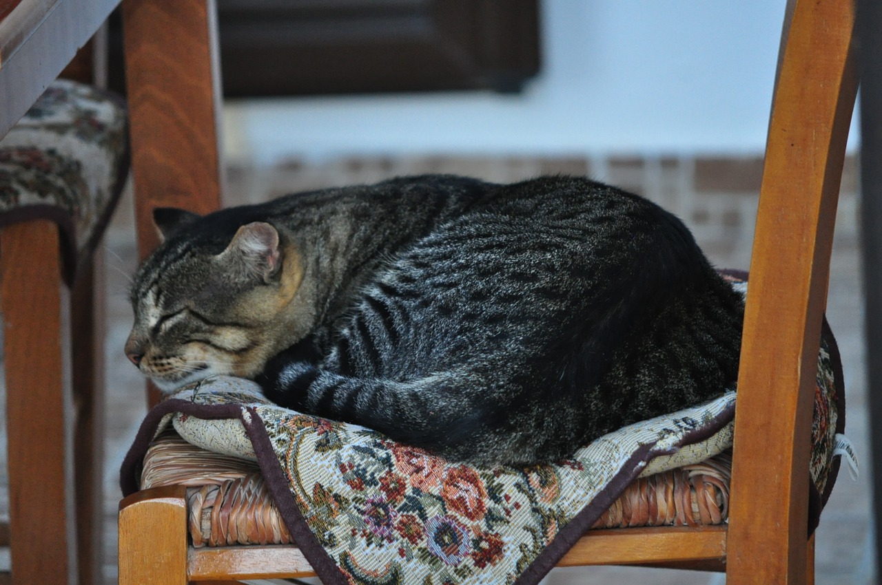 Image - cat crete domestic cat sleeps