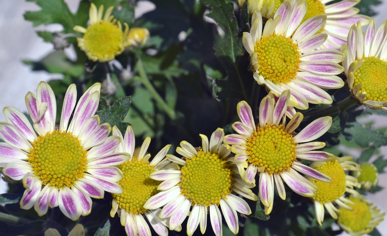 Image - flowers blossom beautiful plant