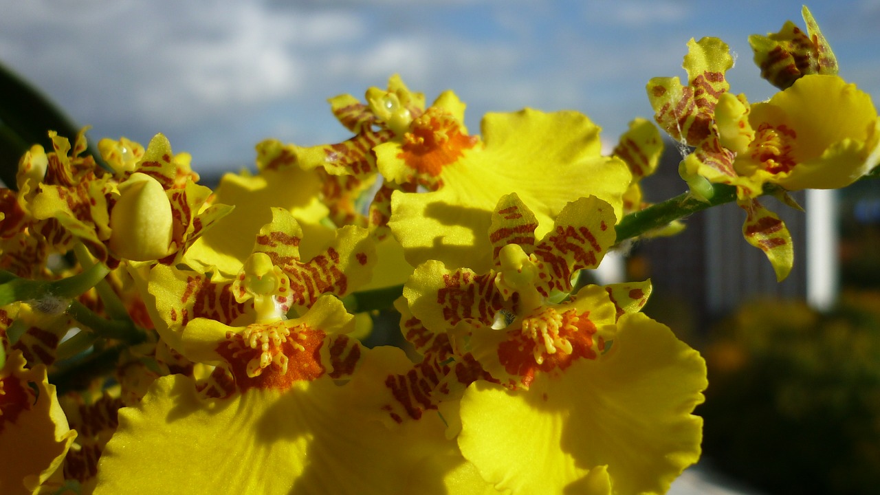 Image - oncidium flower orchid yellow