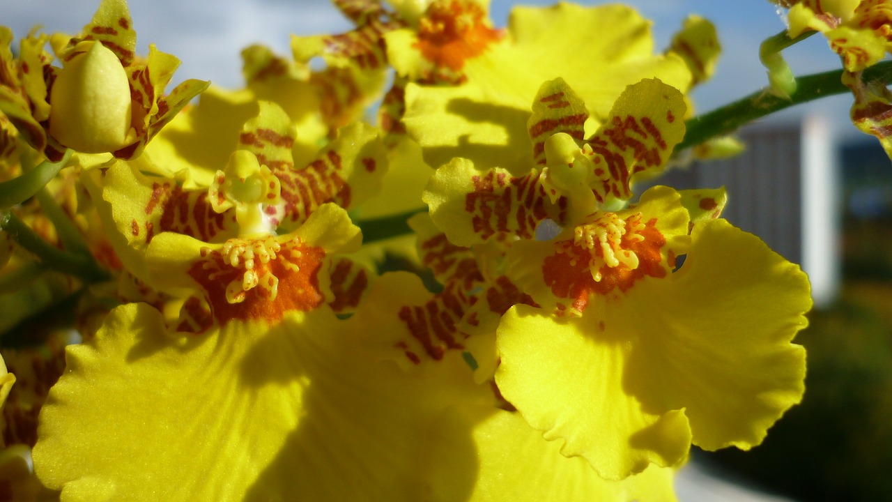 Image - oncidium flower yellow flowers