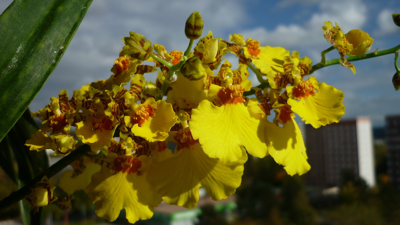 Image - oncidium flower orchid length