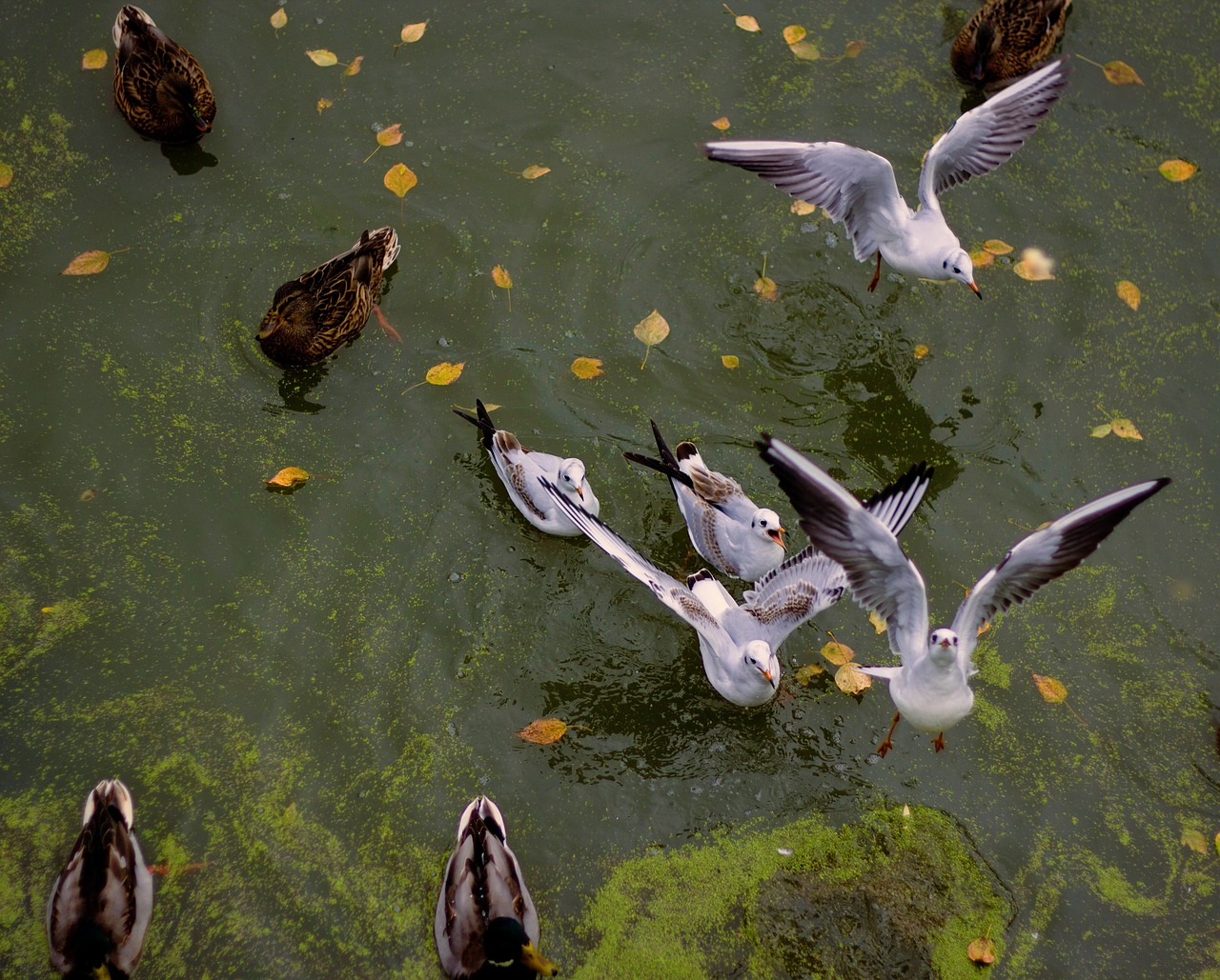 Image - park lake gulls duck autumn