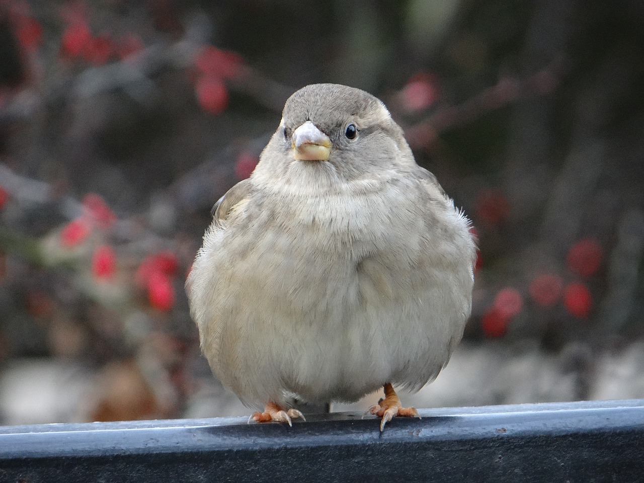 Image - the sparrow bird gray nature