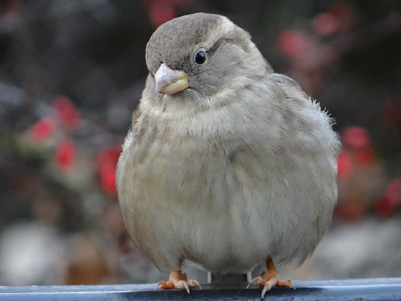 Image - the sparrow bird gray nature