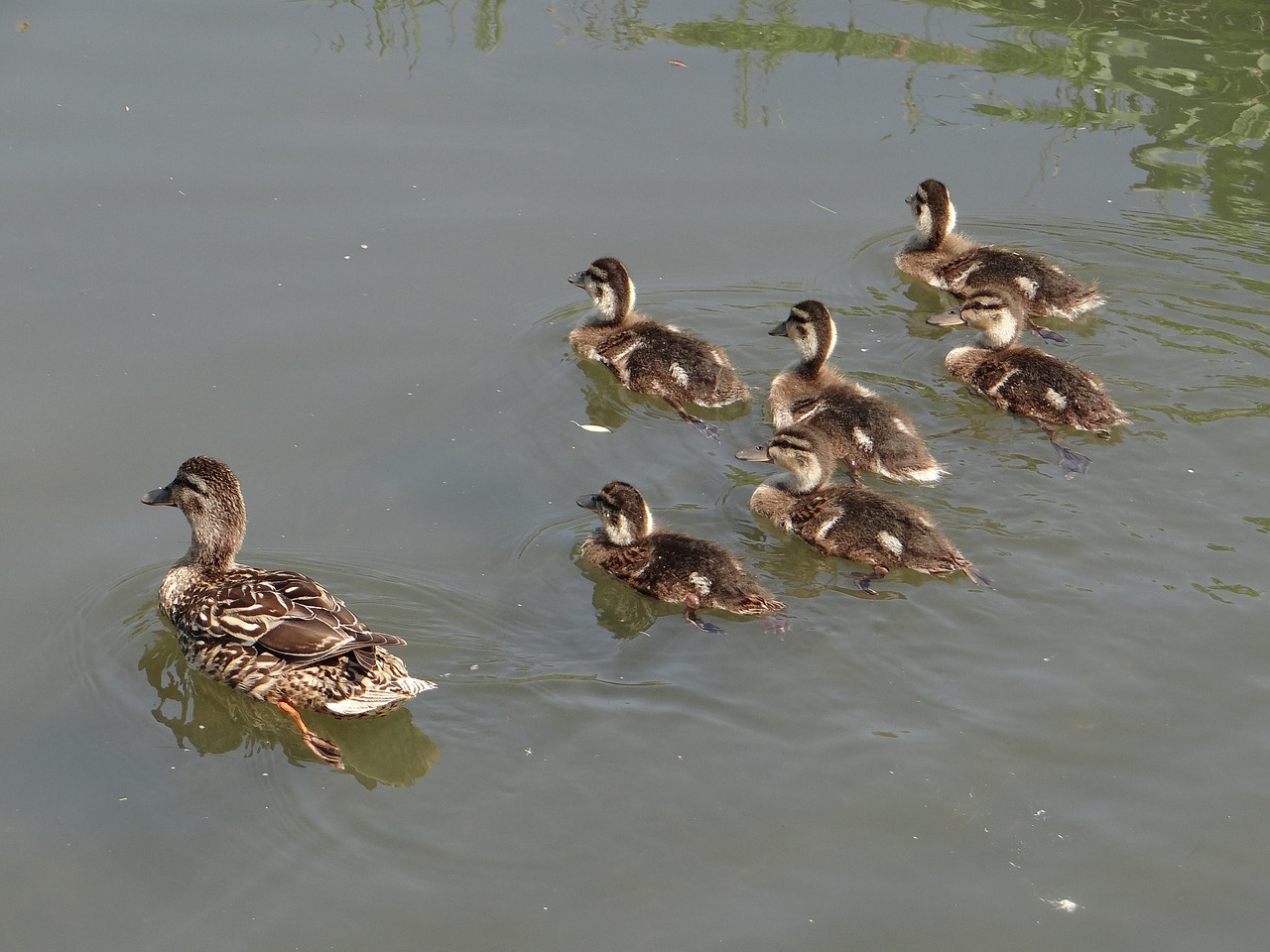 Image - mallard duck young hybrid birds