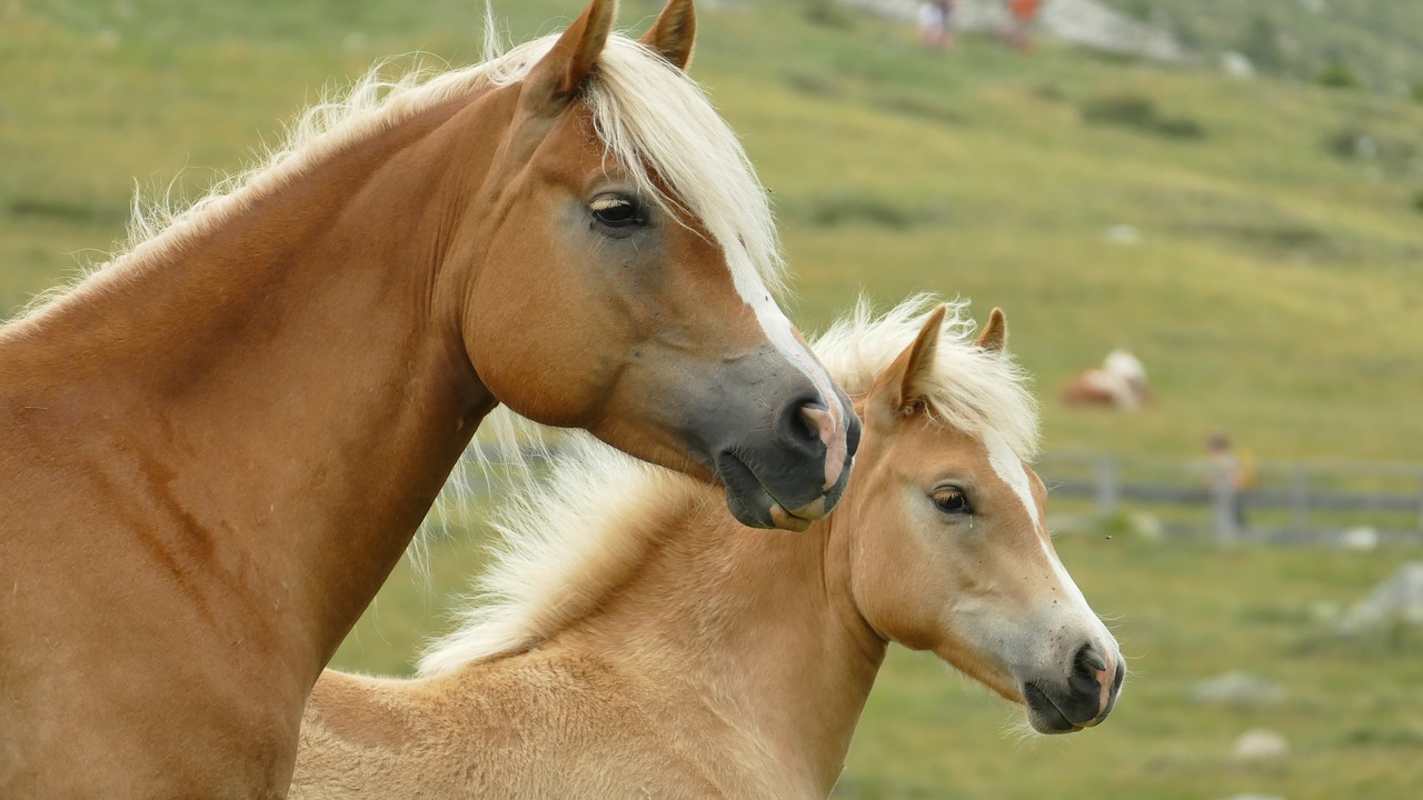 Image - animals horses nature horse head