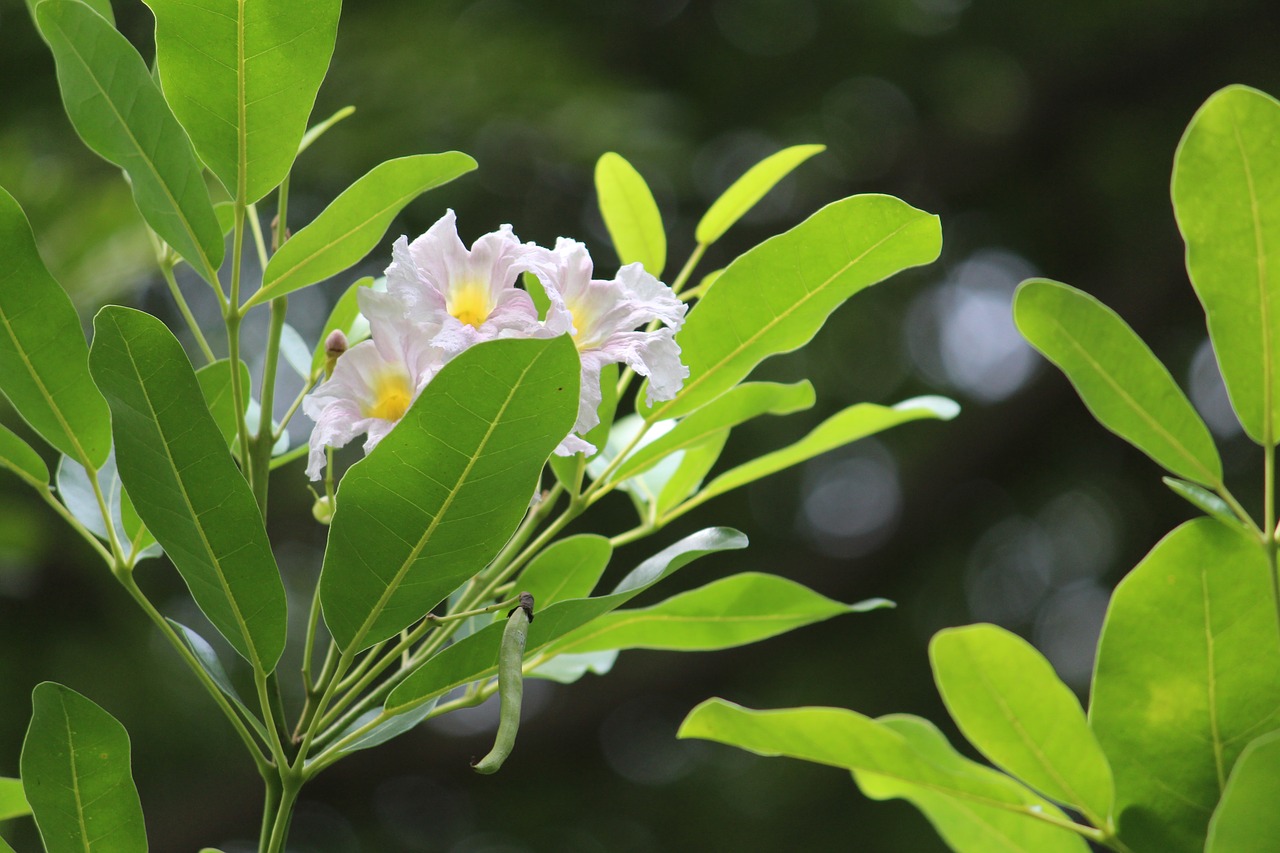 Image - flower white leaf leaves nature