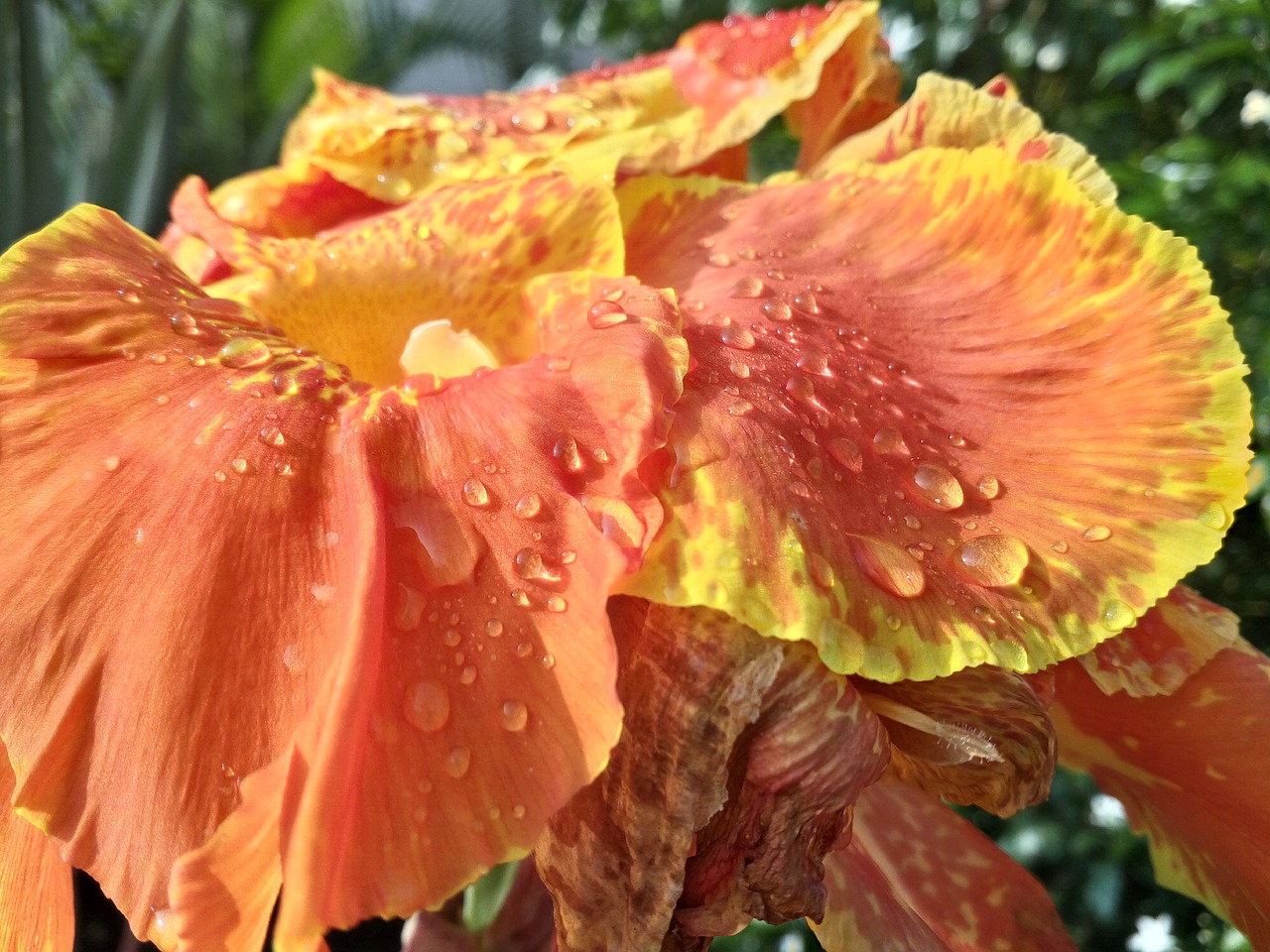 Image - flower shades water dewdrop orange