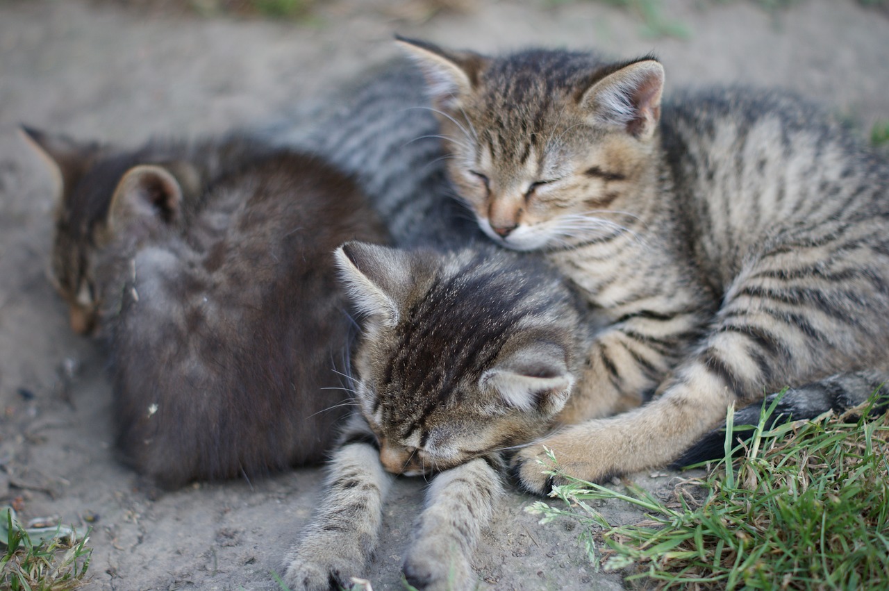 Image - sony dream cats gray domestic cat