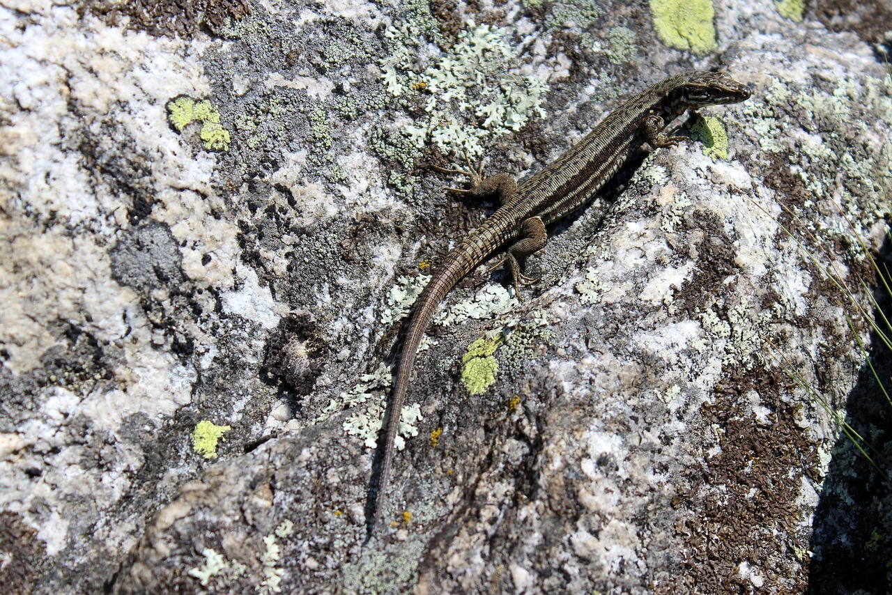 Image - lizard stone mountains nature