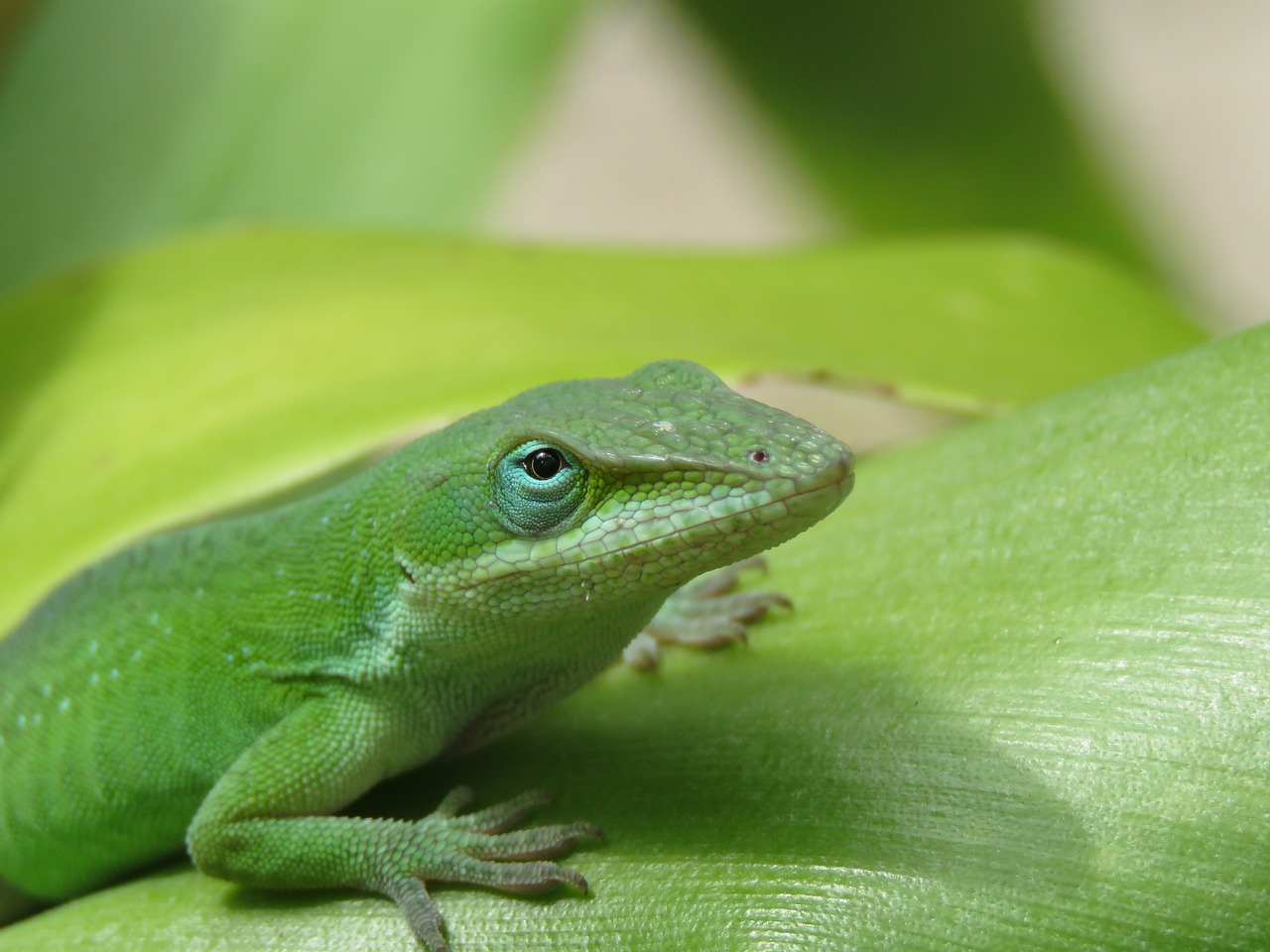 Image - reptile lizard close up wildlife