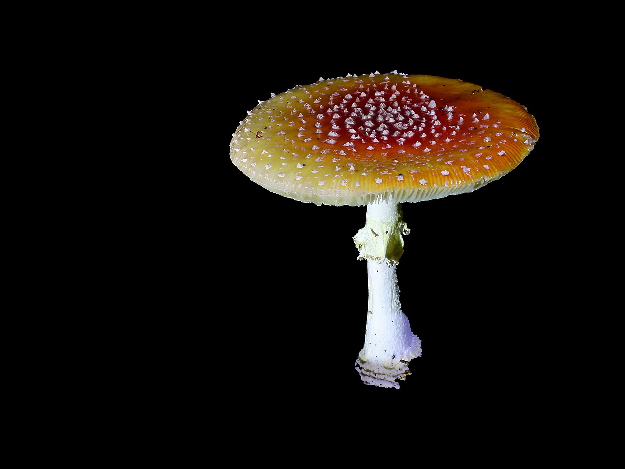 Image - fly agaric toxic color