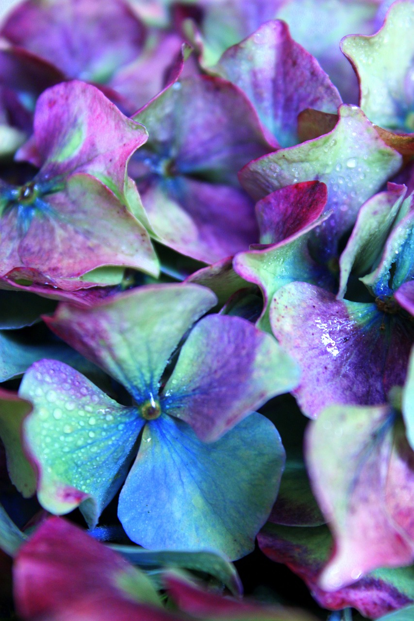 Image - hydrangea purple colorful flower