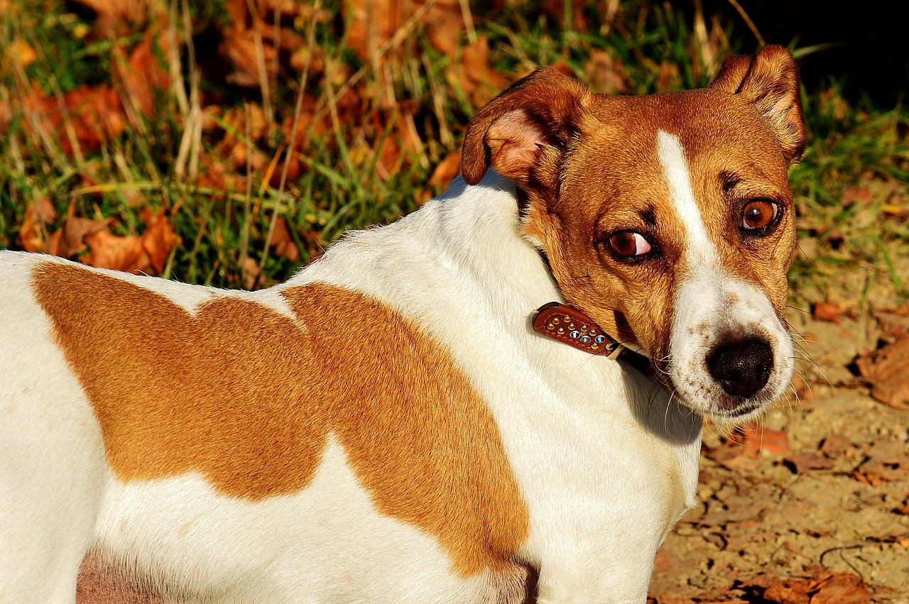 Image - jack russell terrier dog animal