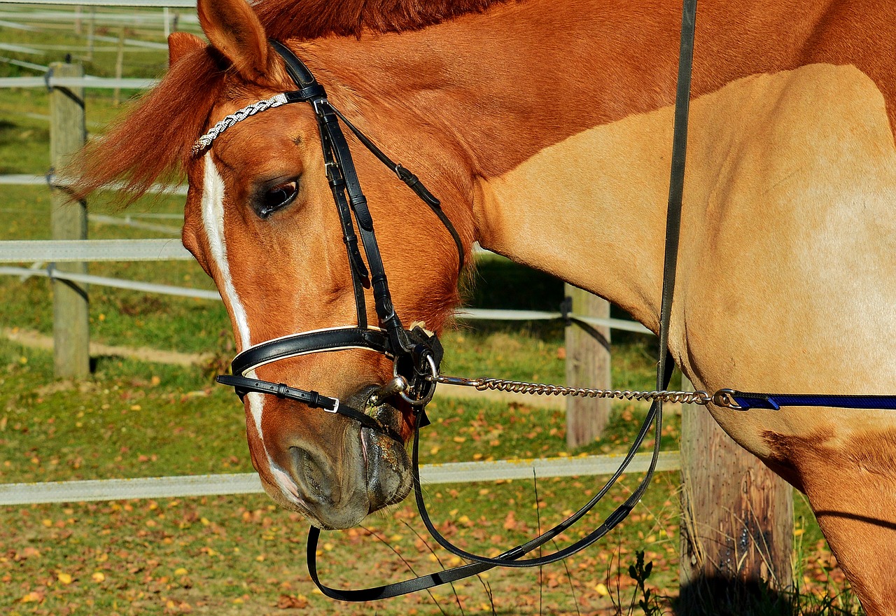 Image - horse brown coupling meadow gentle