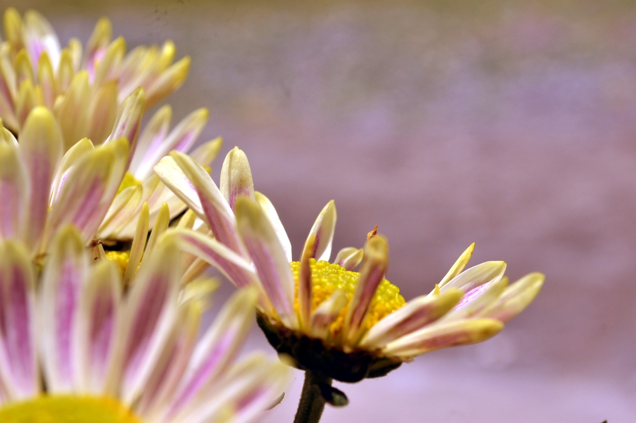 Image - flowers gorgeous beautiful