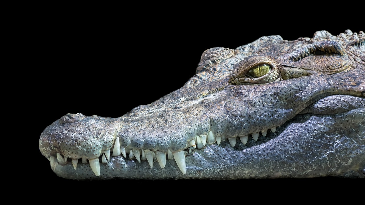 Image - crocodile philippines freshwater